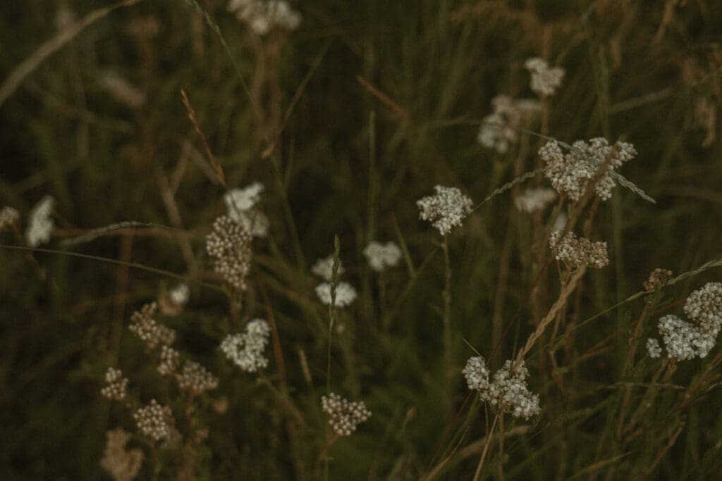 meadow in Big Bear, CA